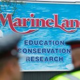 Le parc Marineland Canada se trouve près des chutes du Niagara (archives). KEYSTONE/AP/Alex Lupul